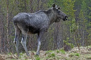 Elche koennen Heu nicht verdauen, dadurch ist die Haltung in Gefangenschaft sehr schwierig  -  (Foto Elchkuh im Morgennebel), Alces alces - Alces alces (alces), Moose cannot digest hay  -  (Photo cow Moose in morning fog)