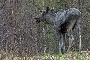 Elch, die Maennchen verlieren ihre Geweihe am Ende des Winters  -  (Foto Elchbulle mit Bastgeweih), Alces alces - Alces alces (alces), Moose, the males drop their antlers at the end of winter  -  (Photo bull Moose with velvet-covered antlers)