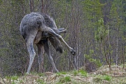 Elch, das Wachstum der neuen Geweihe beginnt im Fruehjahr  -  (Foto Elchbullen mit Bastgeweih), Alces alces - Alces alces (alces), Moose, the new antlers will regrow in the spring  -  (Photo bull Moose with velvet-covered antlers)