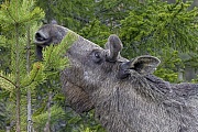 Elch, das Wachstum der Geweihe ist nach circa 5 Monaten abgeschlossen  -  (Foto Elchbullen mit Bastgeweih), Alces alces - Alces alces (alces), Moose, the antlers take about 5 months to fully develop  -  (Photo bull Moose with velvet-covered antlers)