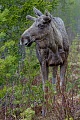 Elchkuehe setzen ein Kalb oder Zwillinge im Mai oder Juni  -  (Foto Elchkuh im Regen), Alces alces - Alces alces (alces), Moose, cows bearing one calf or twins in May or June  -  (Photo cow Moose in rain)