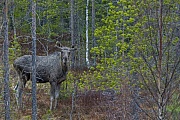Elch, die Elchkaelber werden im Mai oder Juni geboren  -  (Foto einjaehriges Elchkalb), Alces alces - Alces alces (alces), Moose, the young are usually born in May or June  -  (Photo Moose calf 1 year of age)