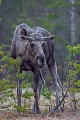 Elch, die Elchkuehe setzen meist 1 Kalb, aber auch 2 Kaelber sind keine Seltenheit  -  (Foto einjaehriges Elchkalb), Alces alces - Alces alces (alces), Moose, females usually bearing 1 to 2 calves  -  (Photo Moose calf 1 year of age)