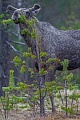 Elche koennen in freier Wildbahn ein Alter von 15 Jahren erreichen, dies ist aber nur selten der Fall  -  (Foto einjaehriges Elchkalb), Alces alces - Alces alces (alces), Moose, the maximum lifespan in the wild is 15 years  -  (Photo Moose calf 1 year of age)