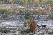 Eine Elchkuh mit Kalb in norwegischer Herbstlandschaft, Alces alces, A cow Moose with calf in a Norwegian autumn landscape