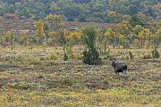 Ein Elchbulle sucht in einem Sumpfgebiet nach Nahrung, Alces alces, A bull Moose searches for food in a wetland