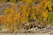 Der Elchbulle hat nur kurz die Paarungsbereitschaft des Weibchens geprueft, Alces alces, The bull Moose only tested the females receptiveness