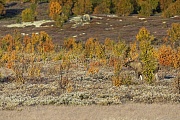 Ein Elchbulle im Fruehherbst in Skandinavien, Alces alces, A bull Moose in Scandinavia in early autumn