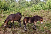 Exmoor-Pony - (Stute & Fohlen), Equus ferus caballus, Exmoor Horse - (Mare & foal)
