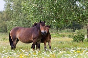 Exmoor-Pony - (Stuten & Fohlen), Equus ferus caballus, Exmoor Horse - (Mare & foal)
