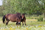 Exmoor-Pony - (Stuten & Fohlen), Equus ferus caballus, Exmoor Horse - (Mare & foal)