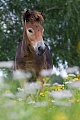 Exmoor-Pony - (Fohlen), Equus ferus caballus, Exmoor Horse - (foal)