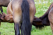 Exmoor-Pony - (Stute & Fohlen saeugend), Equus ferus caballus, Exmoor Horse - (Mare & foal suckle)