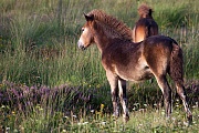 Exmoor-Pony - (Fohlen), Equus ferus caballus, Exmoor Horse - (foal)