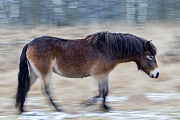 Exmoor-Pony - (Stute - Bewegungsunschaerfe), Equus ferus caballus, Exmoor Horse - (mare)