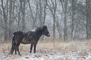 Exmoor-Pony - (Hengst im Schneegestoeber), Equus ferus caballus, Exmoor Horse - (Stallion in snow flurry)