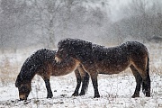 Exmoor-Pony - (Stuten im Schneegestoeber), Equus ferus caballus, Exmoor Horse - (Mare in snow flurry)