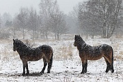 Exmoor-Pony - (Hengst & Stute im Schneegestoeber), Equus ferus caballus, Exmoor Horse - (Stallion & mare in snow flurry)