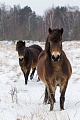 Exmoor-Pony - (Stuten im Schnee), Equus ferus caballus, Exmoor Horse - (Mare in snow)