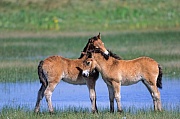 Exmoor-Pony - Fohlen bei der gegenseitigen Fellpflege - (Exmoor Pony), Equus ferus caballus, Exmoor Pony foals grooming each other