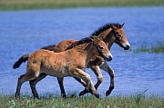 Exmoor-Pony - Fohlen spielen an einem Duenensee - (Exmoor Pony), Equus ferus caballus, Exmoor Pony foals playing at a lake in the dunes