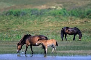 Exmoor-Pony - Stute und Fohlen am Ufer eines Duenensees - (Exmoor Pony), Equus ferus caballus, Exmoor Pony mare and foals at a lake in the dunes