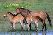 Exmoor-Pony - Stute saeugt Fohlen am Ufer eines Duenensees - (Exmoor Pony), Equus ferus caballus, Exmoor Pony mare lactating foal at a lake in the dunes