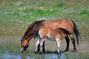 Exmoor-Pony - Stute saeugt Fohlen am Ufer eines Duenensees - (Exmoor Pony), Equus ferus caballus, Exmoor Pony mare lactating foal at a lake in the dunes