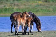 Exmoor-Pony - Stute und Fohlen am Ufer eines Duenensees - (Exmoor Pony), Equus ferus caballus, Exmoor Pony mare and foals at a lake in the dunes