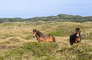 Exmoor-Pony - Stuten in den Duenen - (Exmoor Pony), Equus ferus caballus, Exmoor Pony mares in the dunes