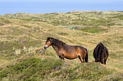 Exmoor-Pony - Stuten, Equus ferus caballus, Exmoor Horse - mares