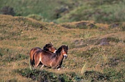 Exmoor-Pony - Hengste spielerisch kaempfend in den Duenen - (Exmoor Pony), Equus ferus caballus, Exmoor Pony stallions playfully fighting in the dunes