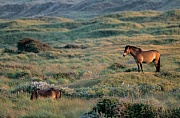 Exmoor-Pony - Hengst ueberblickt sein Territorium - (Exmoor Pony), Equus ferus caballus, Exmoor Pony stallion overview his territory