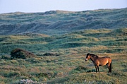 Exmoor-Pony - Hengst ueberblickt sein Territorium - (Exmoor Pony), Equus ferus caballus, Exmoor Pony stallion overview his territory
