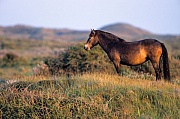 Exmoor-Pony - Stute in den Duenen - (Exmoor Pony), Equus ferus caballus, Exmoor Pony mare in the dunes