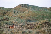 Exmoor-Pony - Junger Hengst in einer Duenenlandschaft - (Exmoor Pony), Equus ferus caballus, Young Exmoor Pony stallion standing in a dunes landscape