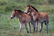 Exmoor-Pony - Fohlen spielen in einer Duenenlandschaft - (Exmoor Pony), Equus ferus caballus, Exmoor Pony foals playing in a dune landscape