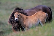 Exmoor-Pony - Stute und Fohlen in den Duenen - (Exmoor Pony), Equus ferus caballus, Exmoor Pony mare and foal in the dunes