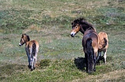 Exmoor-Pony - Stute saeugt Fohlen in den Duenen - (Exmoor Pony), Equus ferus caballus, Exmoor Pony mare lactating foal in the dunes