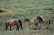 Exmoor-Pony - Stute und Fohlen spielen in den Duenen - (Exmoor Pony), Equus ferus caballus, Exmoor Pony mare and foals playing in the dunes