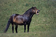 Exmoor-Pony - Hengst steht gaehnend in den Duenen - (Exmoor Pony), Equus ferus caballus, Exmoor Pony stallion yawning in the dunes