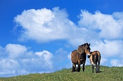 Exmoor-Pony - Hengst und Fohlen ruhen auf einer Duene - (Exmoor Pony), Equus ferus caballus, Exmoor Pony stallion and foal resting on a dune