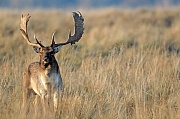 Damhirsch - (Foto Beispielbilder fuer Bildaufbau), Dama dama, Fallow Deer - (Photo example for image build-up)