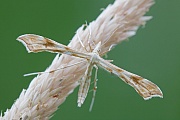 Die Federmotte Gillmeria ochrodactyla ist in Europa weitverbreitet, Gillmeria ochrodactyla, Gillmeria ochrodactyla, the moth is found in most of Europe