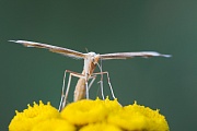 Federmotte, die Fluegelspannweite betraegt 24 - 28mm  -  (Foto Falter), Gillmeria ochrodactyla, Gillmeria ochrodactyla, the wingspan is 24 - 28mm  -  (Photo imago)