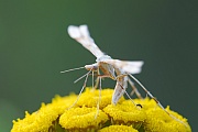 Federmotte fliegt von Juni bis Juli  -  (Foto Falter), Gillmeria ochrodactyla, Gillmeria ochrodactyla flies from June to July  -  (Photo imago)