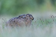 A European Hare interrupts the feeding to take a closer look at the photographer lying in the grass