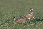 The dormant phase of the female European Hare is terminated by the buck through another approach attempt