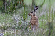 Feldhasen im Wald zu fotografieren ist ein schwieriges Unterfangen, doch manchmal hilft der Zufall, Lepus europaeus, Photographing European Hares in the forest is a difficult undertaking, but sometimes chance helps