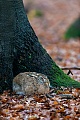 Die Sasse dieses Feldhasen liegt in einem schoenen Buchenhochwald und ermoeglicht es mir das Verhalten in guten Fotos zu dokumentieren  -  (Europaeischer Feldhase - Foto Feldhase in seiner Sasse am Stamm einer Rotbuche)